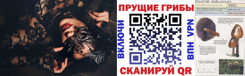 сколько стоит  Пудож  Псилоцибиновые грибы Cubensis 